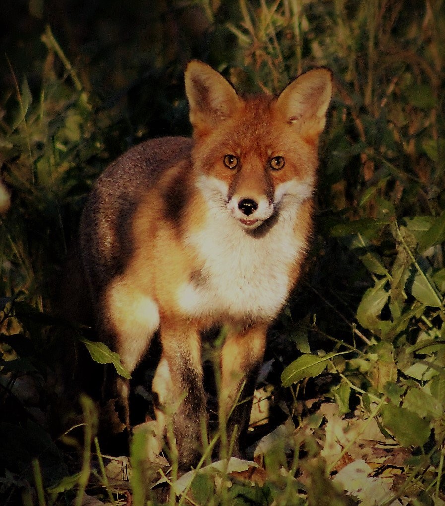 Gordon Muir spotted this fox at woody island at it looks like it’s just come out of the tumble dryer! He has never seen a fox looking this good before!
