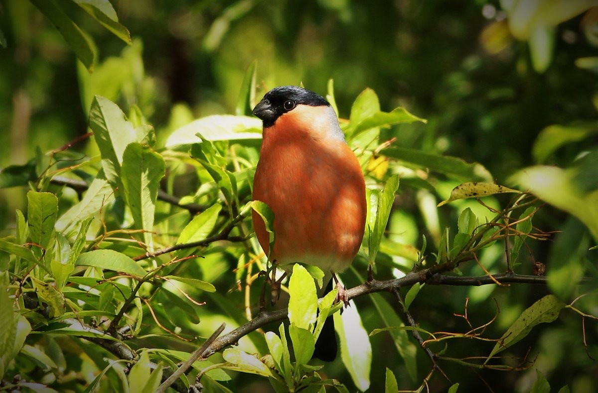Male Bullfinch in all his summer finery.