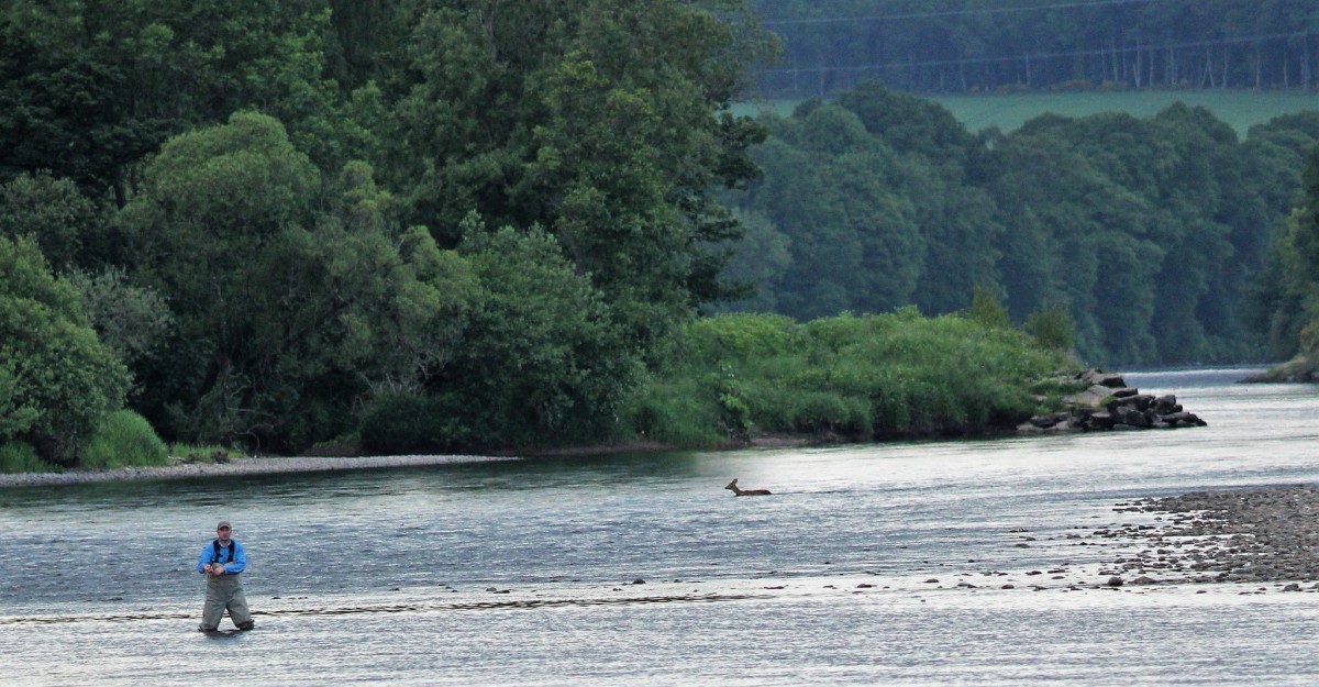 Deer swimming across the Tay  behind fisherman who has no idea it’s even there!