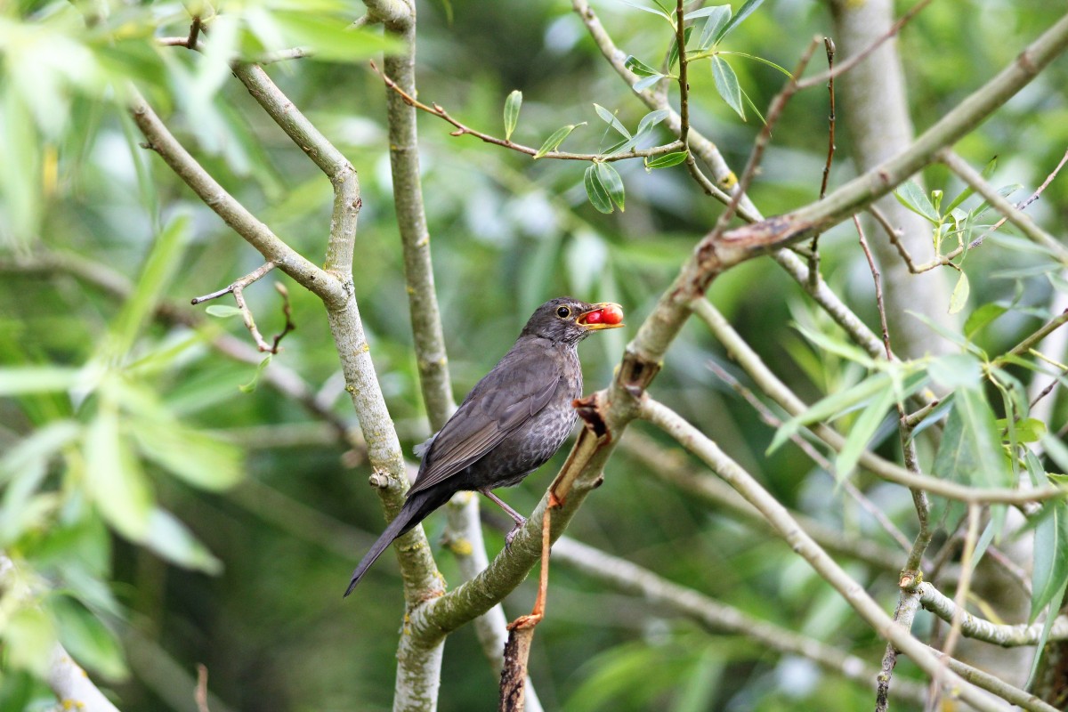 Blackbird feasting on tasty Summer berries.