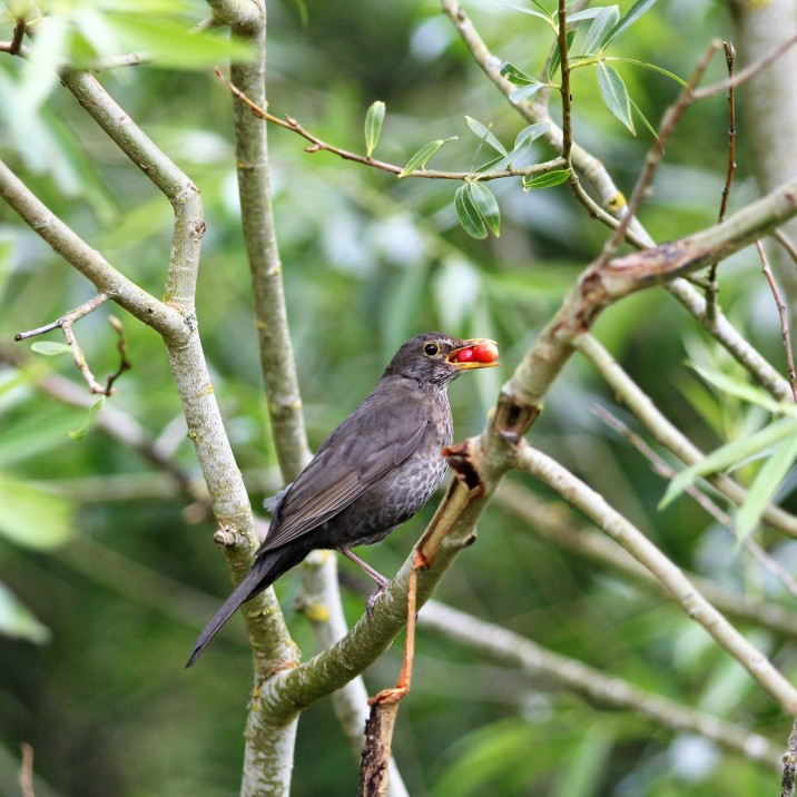 Blackbird feasting on tasty Summer berries.