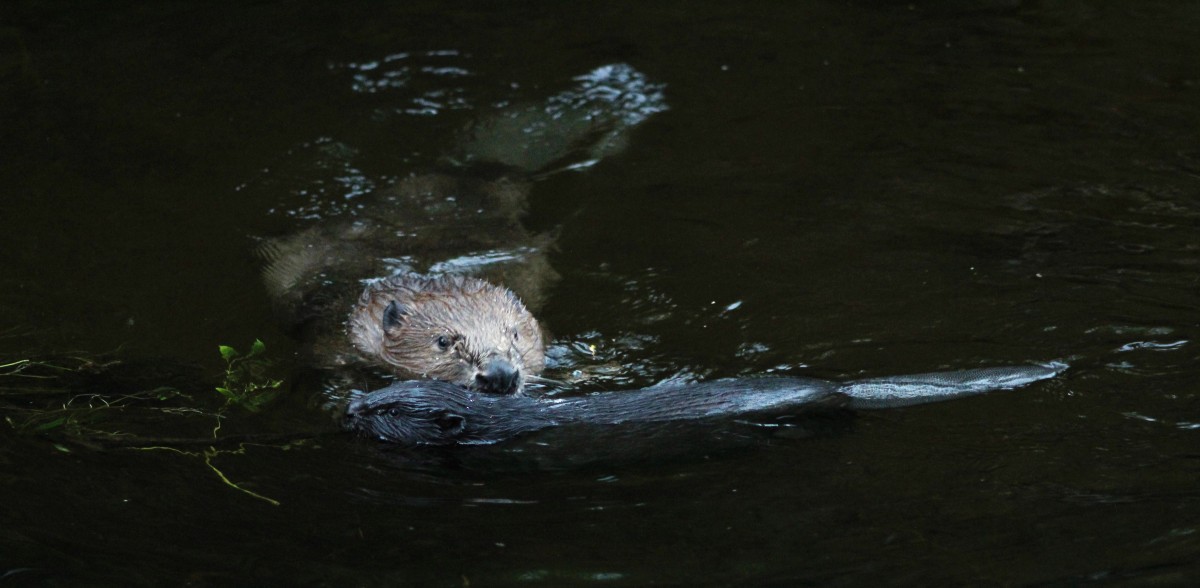 Summer time means a first outing for this Beaver Kit while mum  keeps a close eye on her youngsters.