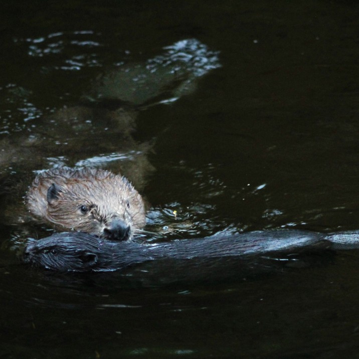 Summer time means a first outing for this Beaver Kit while mum  keeps a close eye on her youngsters.
