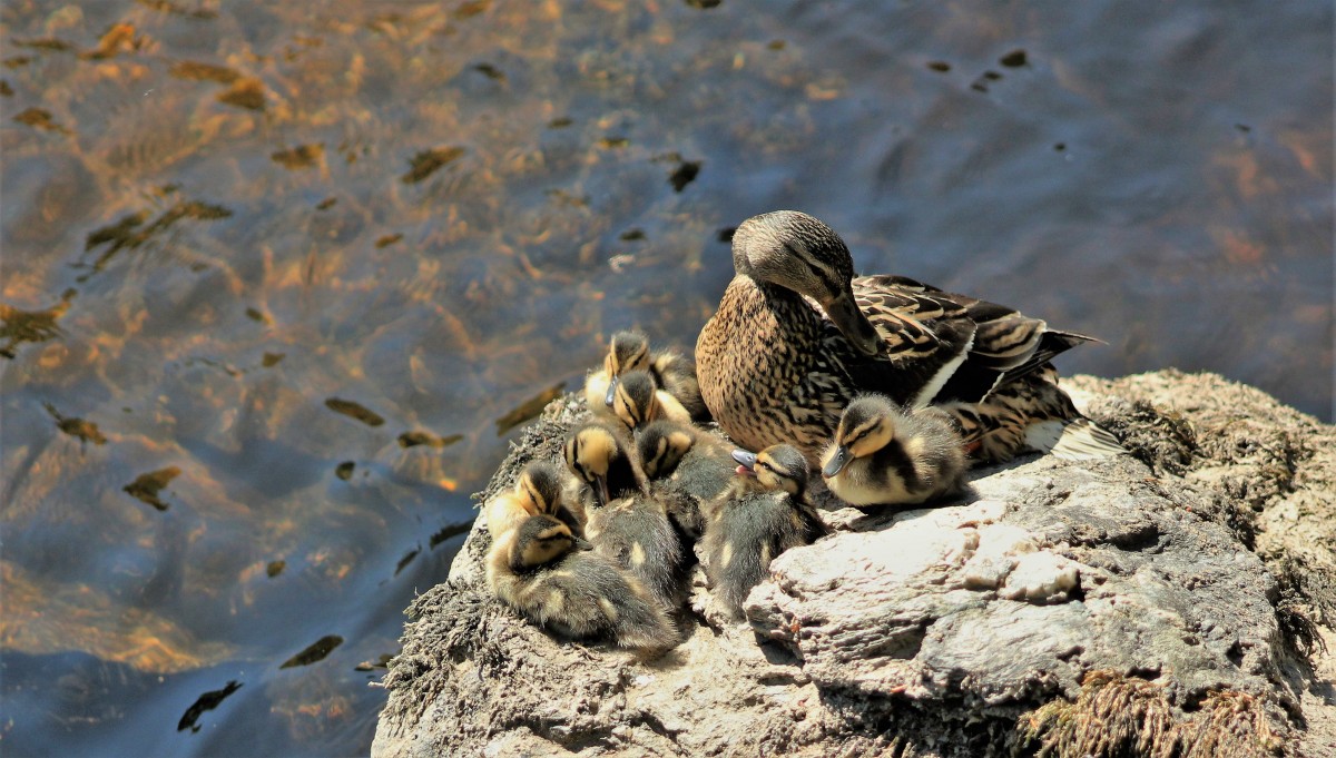 Mother Mallard and her “bairns  simply enjoying our wonderful summer weather on the Tay at Dunkeld.