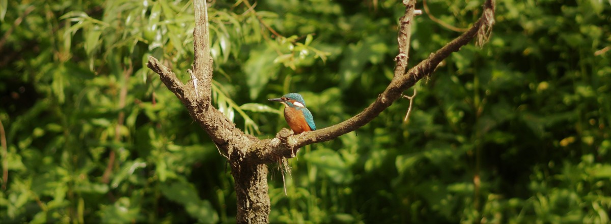 Young Kingfisher on the Tay in it’s full colourful beauty.