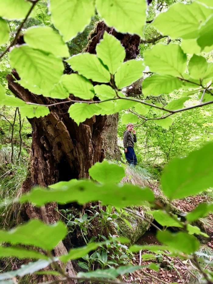 Wee Adventures - Behind Tree