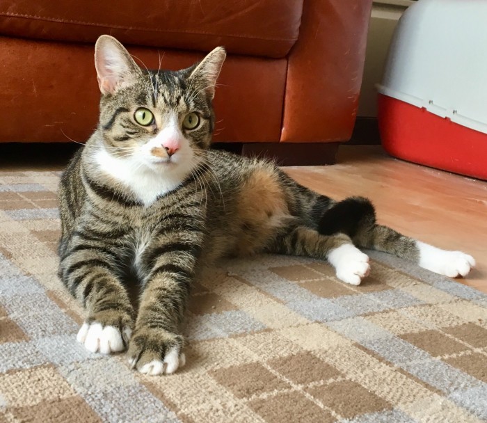 Tabby Cat from Cats Protection Perth and Kinross