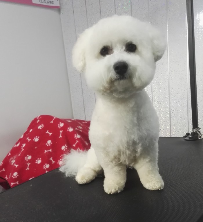 Wagging Tails Professional Dog Grooming Perth