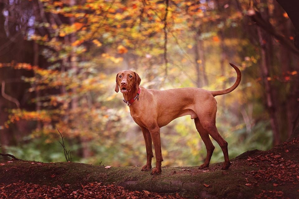 Kinnoull Hill, my friend's beautiful dog