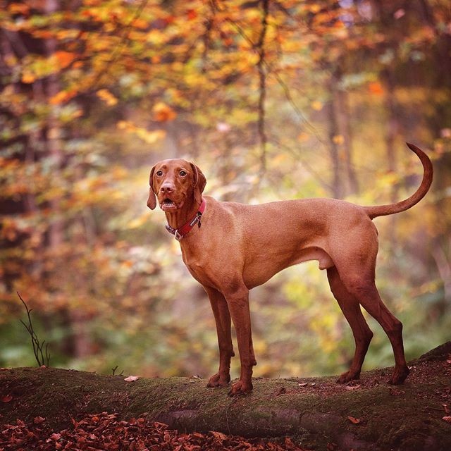 Kinnoull Hill, my friend's beautiful dog
