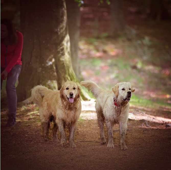 Happiness is a long, muddy walk up Kinnoull Hill Monty and Buddy
