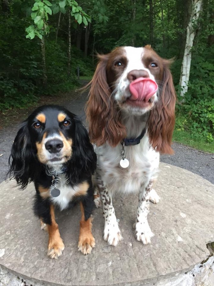 Waggy Tails and Kitty Kats