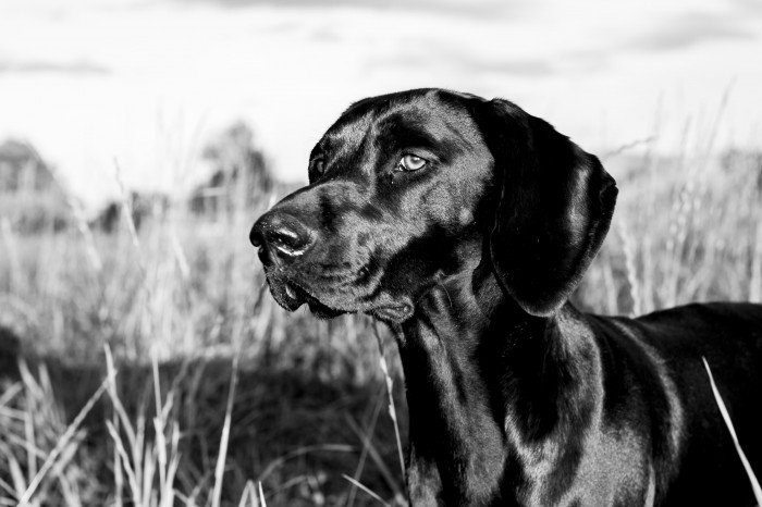 The Dog Lady Scotland