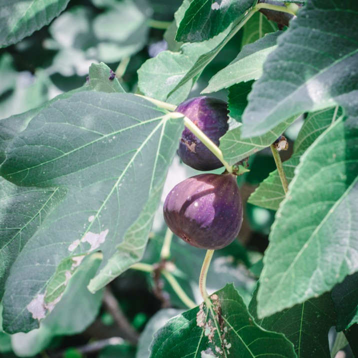 A ripe juicy fig ready to be picked and put into Gill Murray's adapted Rick Stein recipe.