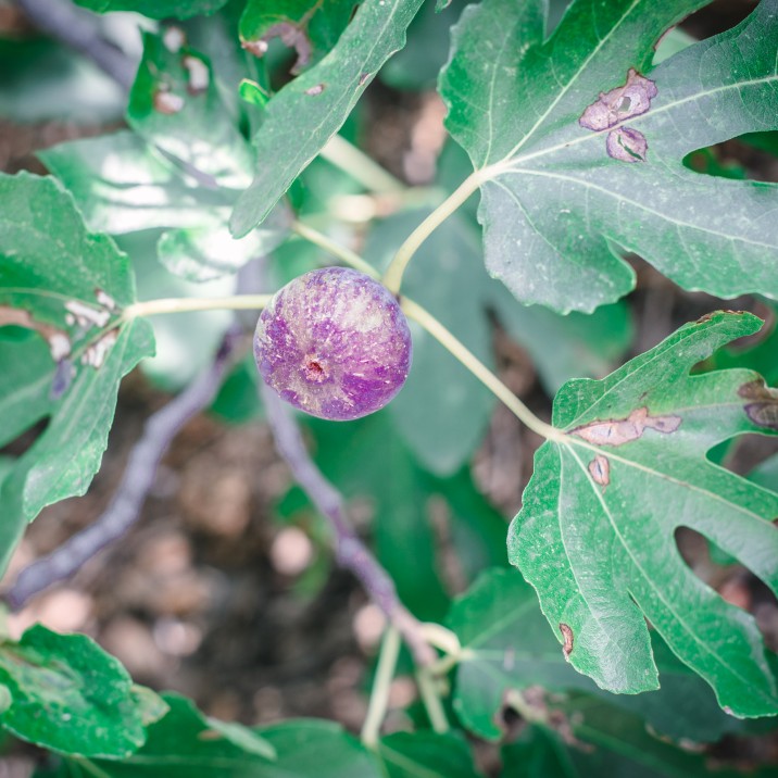 Juicy, ripe fig ready to be made into an adaptation of Rick Steins Fig Tart recipe.