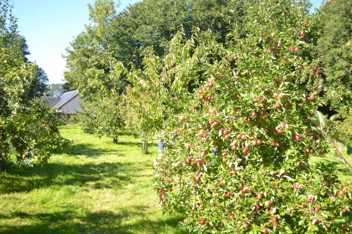 Dunkeld and Birnam Community Orchard
