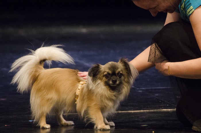 Barney - one of the two canine actors playing Toto