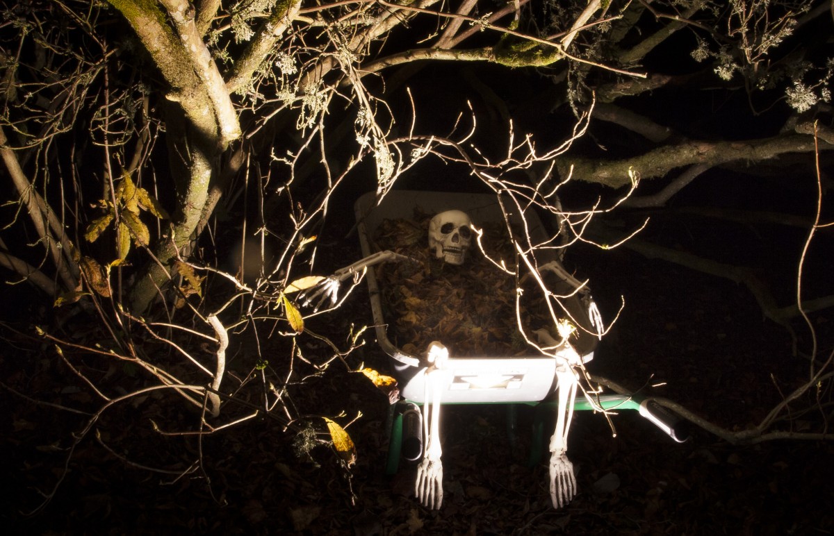 Have you seen whats in the tree's? Make sure you take a closer look on your spooky October adventures
