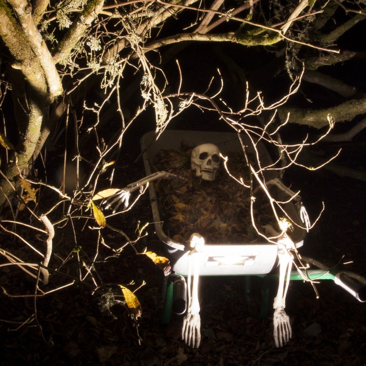 Have you seen whats in the tree's? Make sure you take a closer look on your spooky October adventures