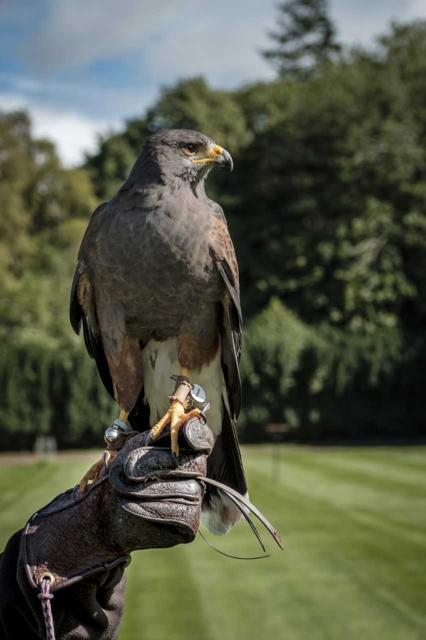 Inside The British School of Falconry in Gleneagles, Perthshire
