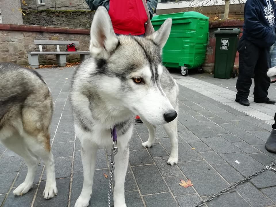Beautiful husky's joined the crowds at the Perth Christmas lights switch on event
