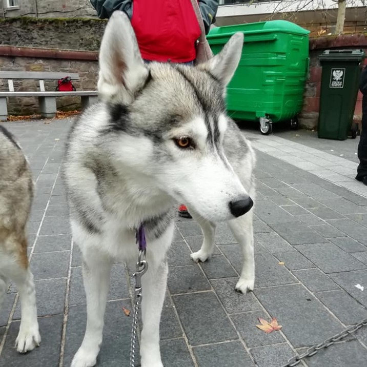 Beautiful husky's joined the crowds at the Perth Christmas lights switch on event