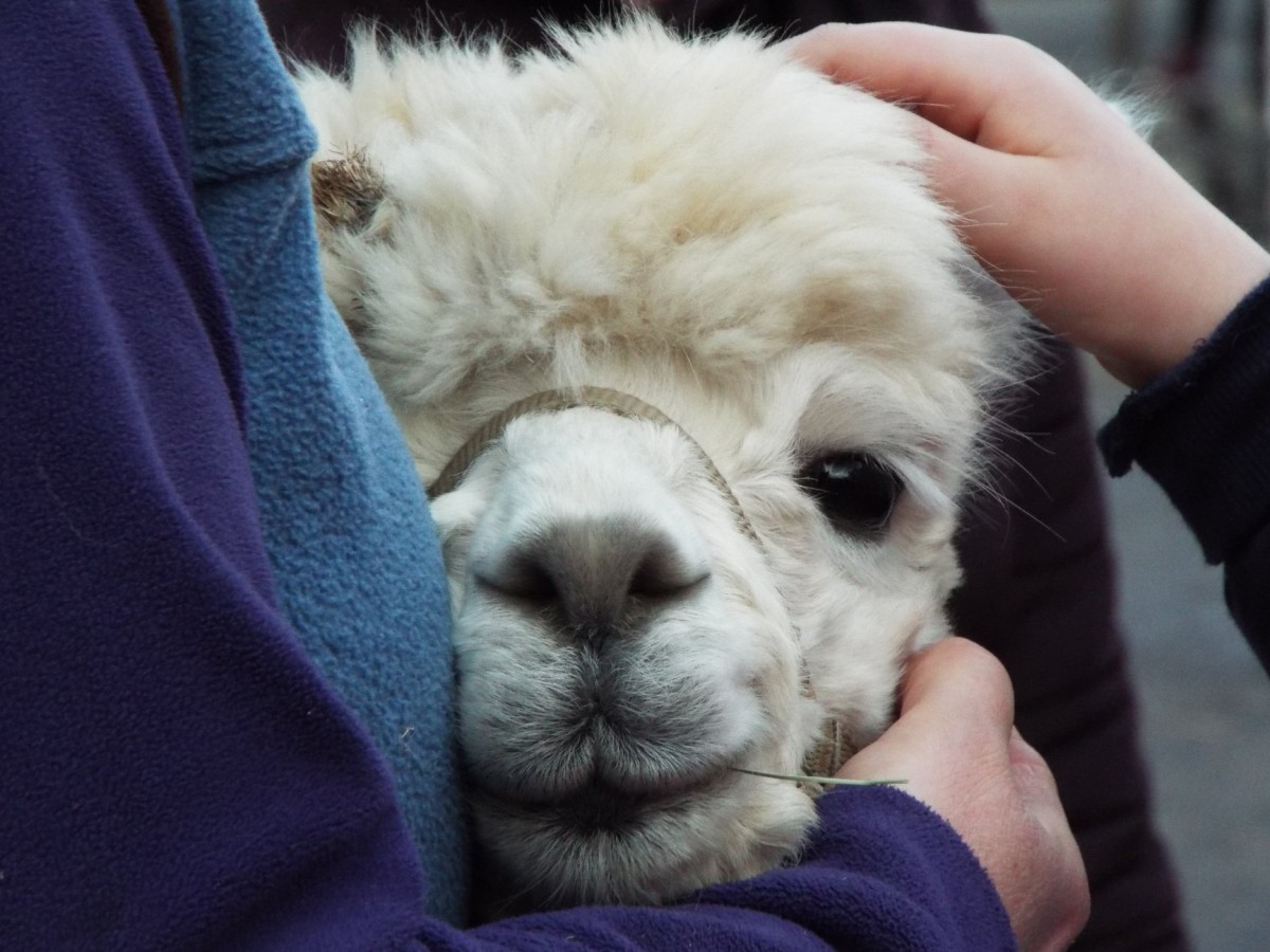 The super soft cutest alpaca were hugged by their handlers at the Perth Christmas lights switch on. Can we have one for Christmas please?