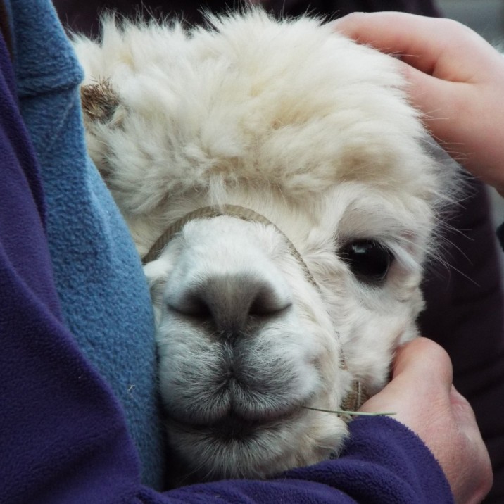 The super soft cutest alpaca were hugged by their handlers at the Perth Christmas lights switch on. Can we have one for Christmas please?