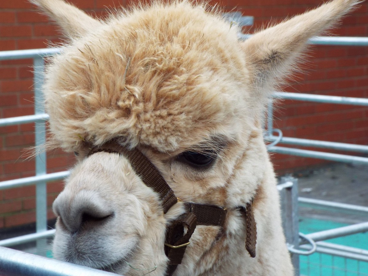 Cuddly Alpacas roamed the city centre at the Perth Christmas lights switch on event. the furry friends were real crowd pleasers with children being allowed to go and pat the Alpacas.