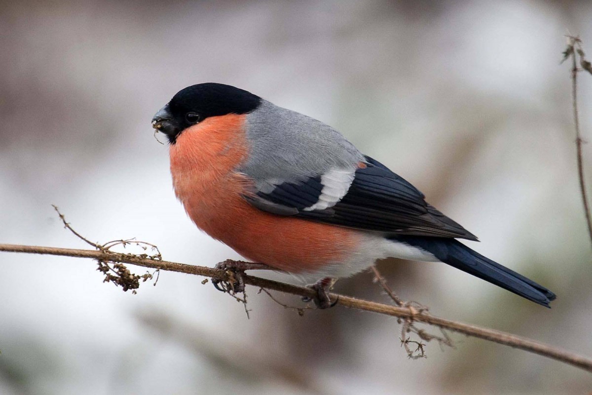 This is the second time we have featured Phil’s images in a Small City Gallery. We love his work which can often be seen on the Pictures of Perth Facebook page. His pictures are often of things which catch his attention whilst he goes about his day to day business in Perth and beyond.