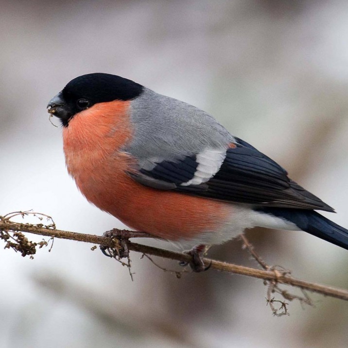 This is the second time we have featured Phil’s images in a Small City Gallery. We love his work which can often be seen on the Pictures of Perth Facebook page. His pictures are often of things which catch his attention whilst he goes about his day to day business in Perth and beyond.