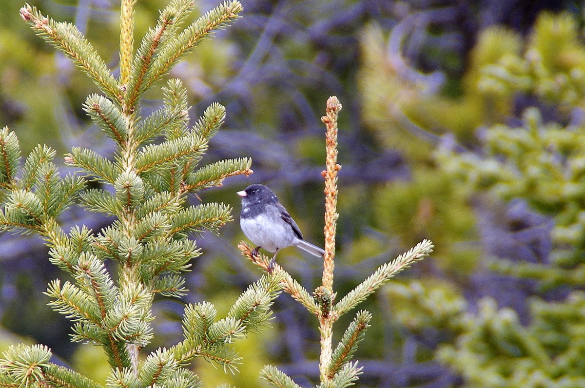 Ron McCabe is a local amateur photographer and captures Perthshire’s wildlife in its local habitat