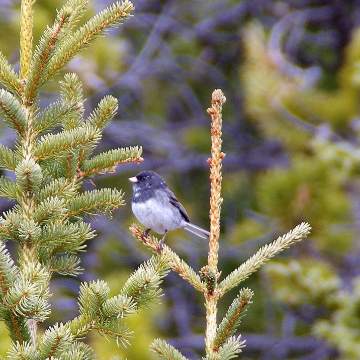 Ron McCabe is a local amateur photographer and captures Perthshire’s wildlife in its local habitat