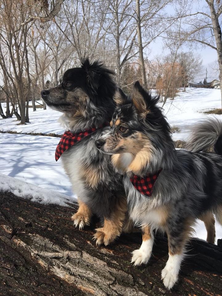 Ron McCabe is a local amateur photographer and captures Perthshire’s wildlife
