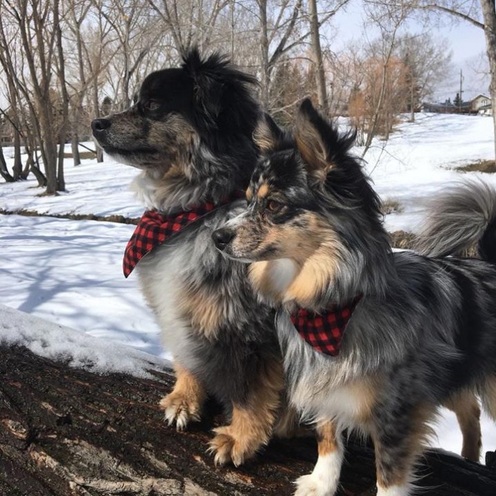 Ron McCabe is a local amateur photographer and captures Perthshire’s wildlife