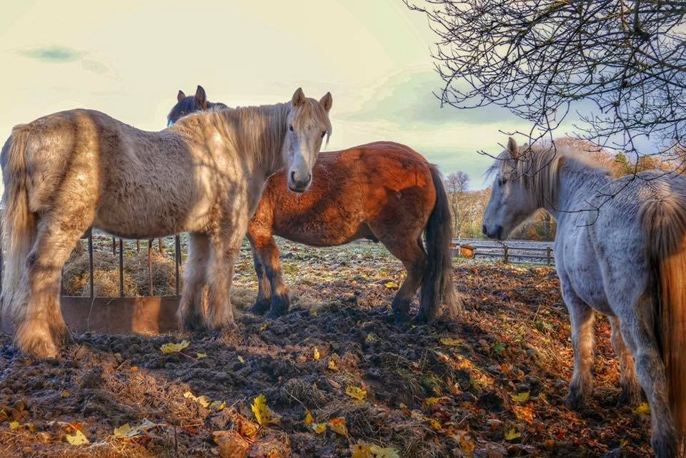 Horses in a frosty field, by Scone photographed by Pertshire photographer Evelyn Kelly