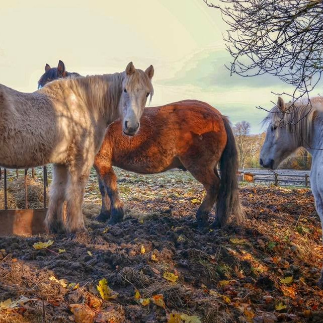 Horses in a frosty field, by Scone photographed by Pertshire photographer Evelyn Kelly