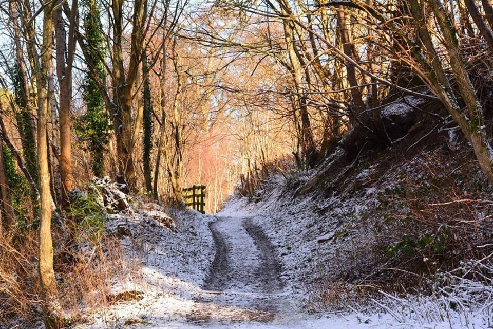 A gorgeous frosty snap of the Quarrymill woodland photographed by Louise Webster