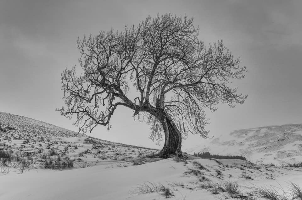 The Frandly Tree near Gleneagles in Perthshire stands alone in the snow