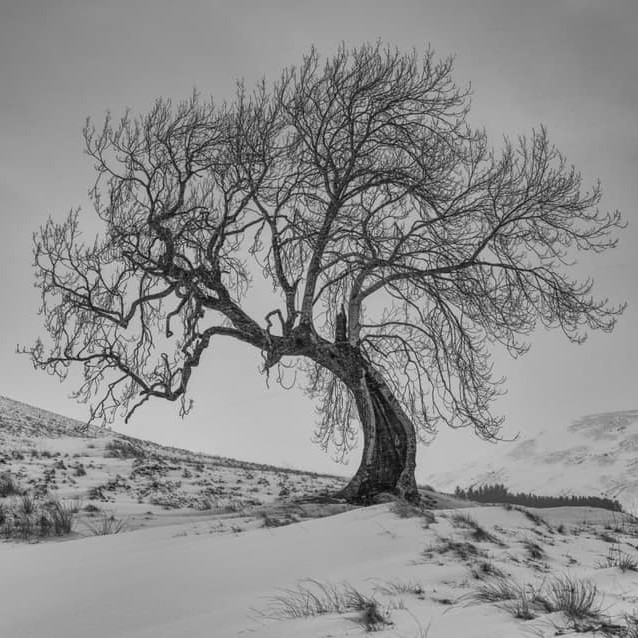 The Frandly Tree near Gleneagles in Perthshire stands alone in the snow