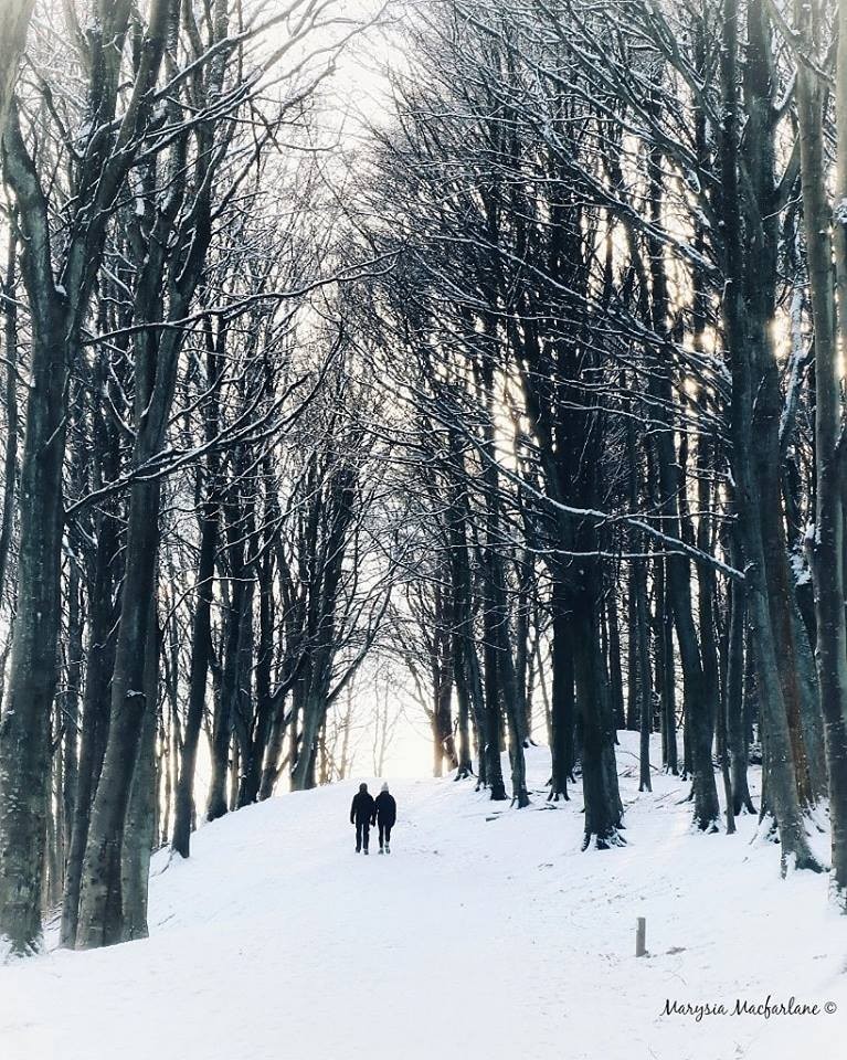The trees part in the winter sunset at a snowy Kinnoul Hill