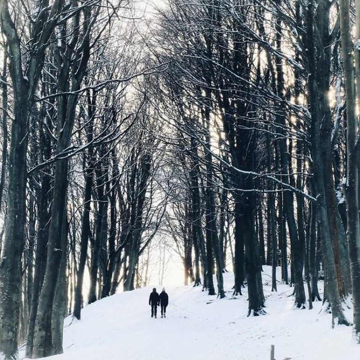The trees part in the winter sunset at a snowy Kinnoul Hill