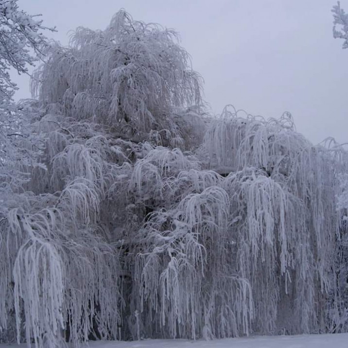 A winter wonderland on the North Inch