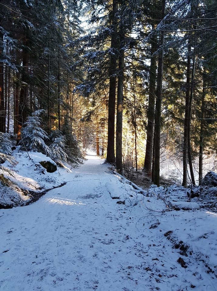 A snow track through the forest at the Hermitage in Dunkeld, Pertshire