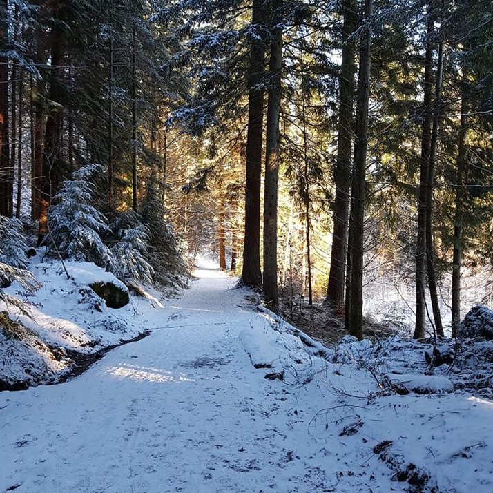 A snow track through the forest at the Hermitage in Dunkeld, Pertshire