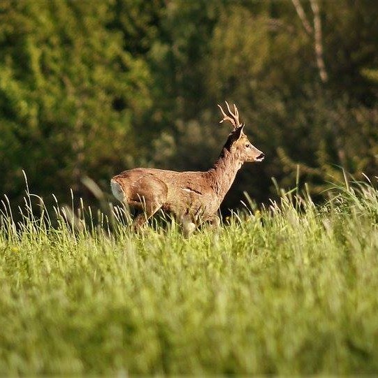 A deer grazing by the riverbank.