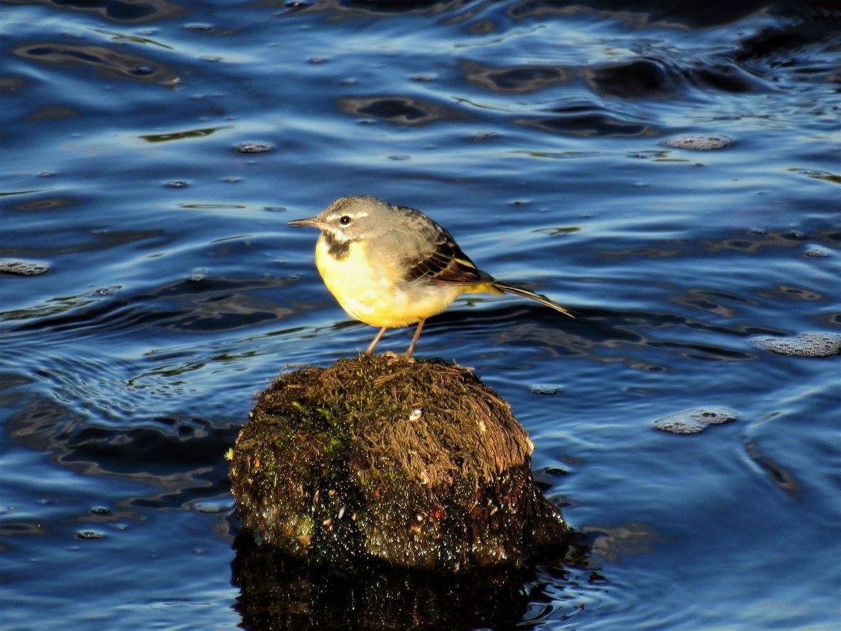 A pretty little bird perched on a stone.