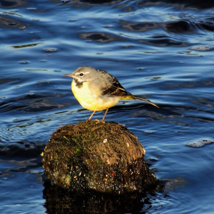 A pretty little bird perched on a stone.