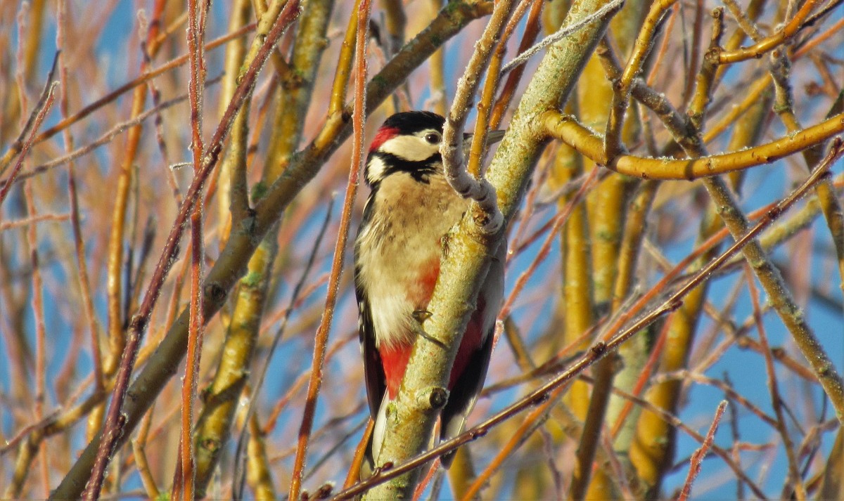 That's not a very good camouflage!