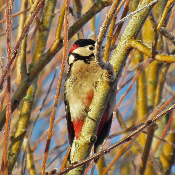 That's not a very good camouflage!